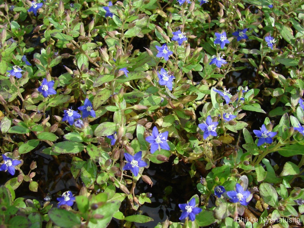 Hydrolea zeylanica (L.) Vahl